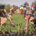 Sécurité Alimentaire: une agriculture adaptée (SAGA)