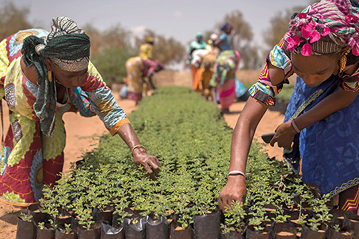 Sécurité Alimentaire: une agriculture adaptée (SAGA)