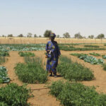 Un jardin et des femmes - Jardin intégré de résilience (JIR)