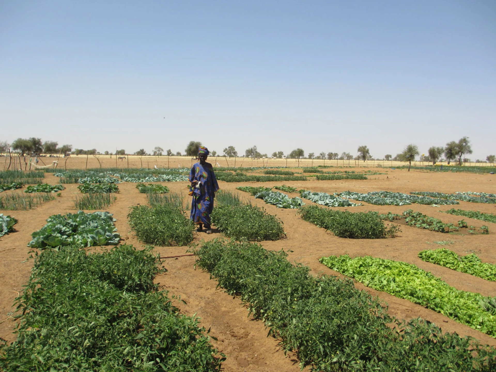 senegal-beydunde-jamieherd_2024-02-28-172850_hkbx senegal-beydunde-jamieherd_2024-02-28-172850_hkbx